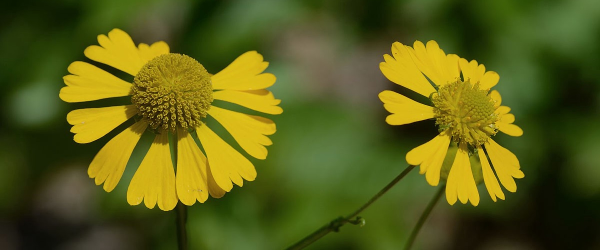 Exploring the Healing Powers of Dittany and Fluxweed: A Deep Dive into Medicinal Plants
