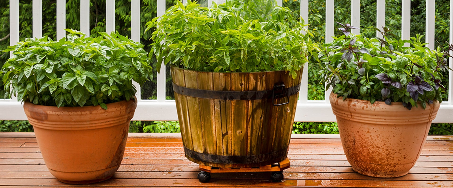 Grow Your Own Medicine Cabinet: 10 Medicinal Herbs to Plant in Your Garden