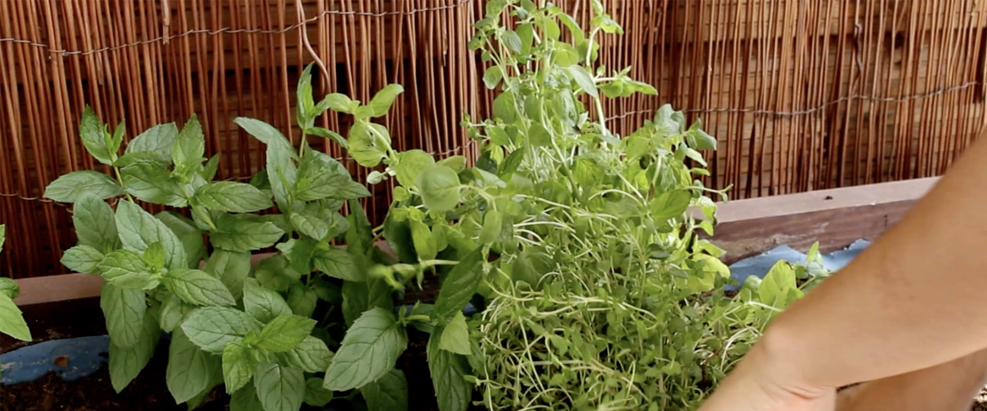 When to Plant Medicinal Herbs: A Comprehensive Guide for Beginners