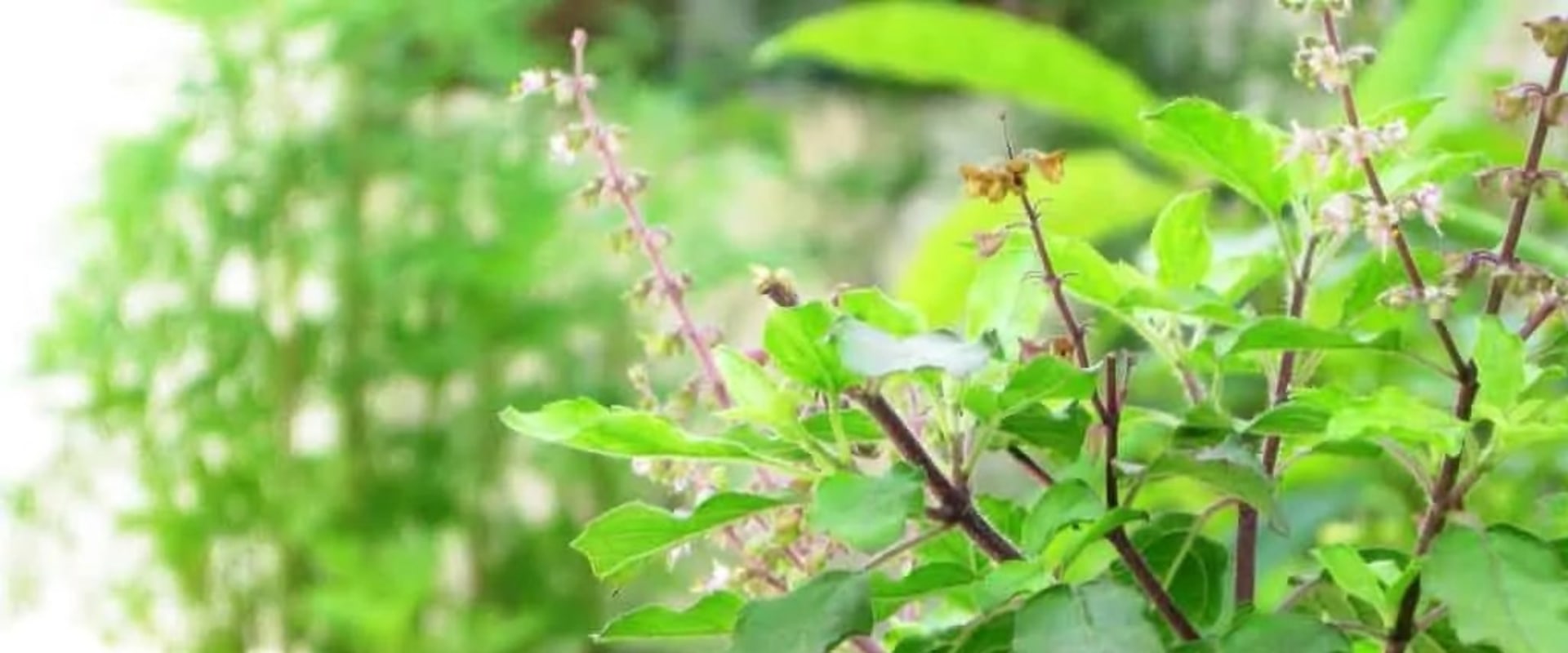 What are the 10 medicinal plants and their uses?