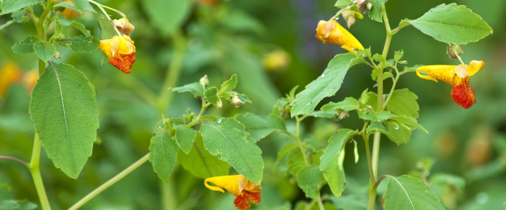 Exploring the Benefits of Medicinal Plants and Healing Herbs