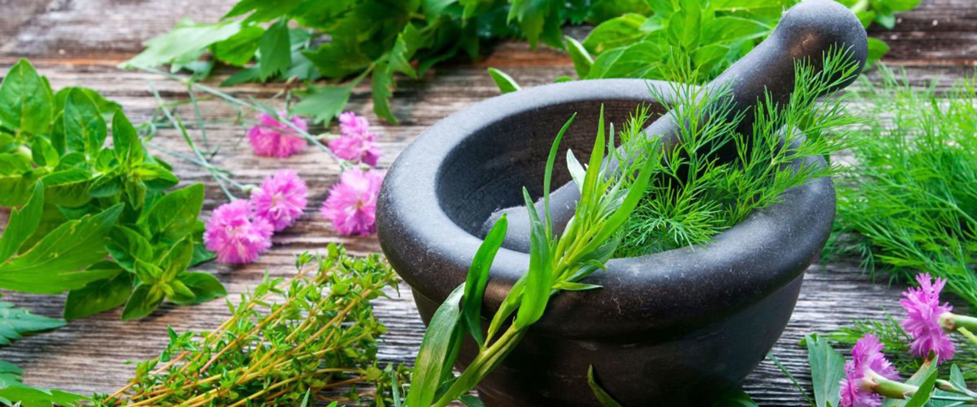 Healing Plants and Herbs: A Guide to Common Medicinal Herbs