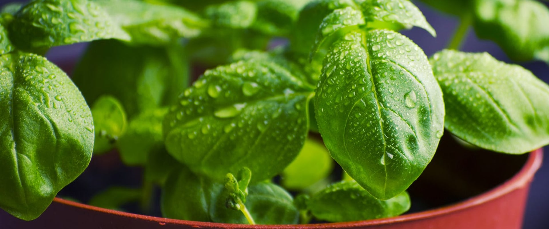 Healing Herbs: A Comprehensive Guide to Natural Remedies