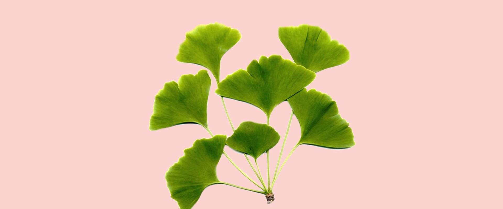 Which Plant Has the Most Healing Properties?