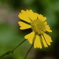 The Magical Healing Properties of Dittany and Fluxweed