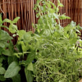 When to Plant Medicinal Herbs: A Guide for Beginners