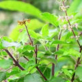 What are the 10 medicinal plants and their uses?