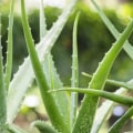 Healing Plants: A Guide to Natural Remedies