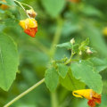 The Benefits of Medicinal Plants and Herbs