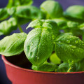 Healing Herbs: A Comprehensive Guide to Natural Remedies