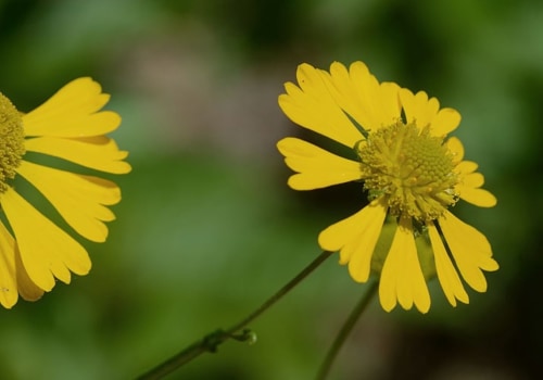The Magical Healing Properties of Dittany and Fluxweed