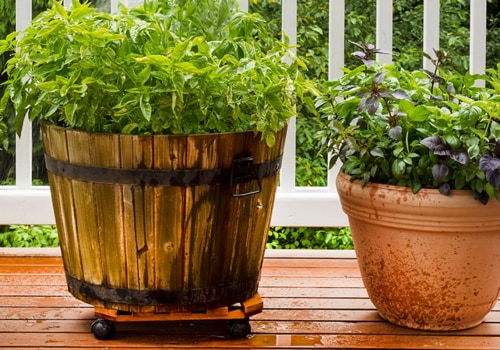 Grow Your Own Medicine Cabinet: 10 Medicinal Herbs to Plant in Your Garden