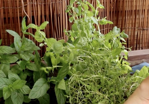 When to Plant Medicinal Herbs: A Guide for Beginners