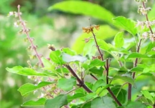 What are the 10 medicinal plants and their uses?