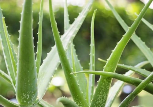 Healing Plants: A Guide to Natural Remedies