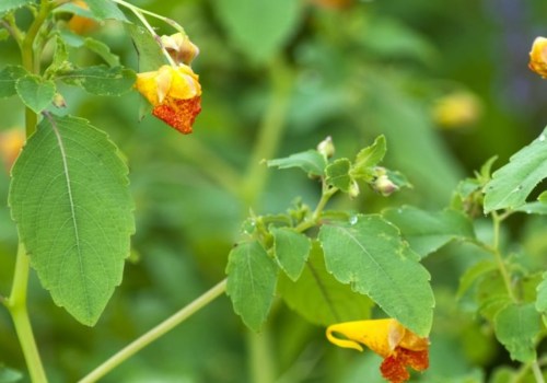 Healing Plants and Flowers: A Comprehensive Guide