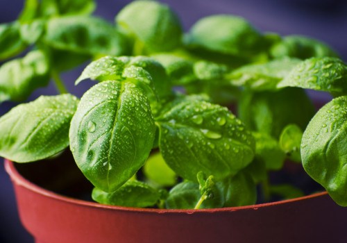 Healing Herbs: A Comprehensive Guide to Natural Remedies